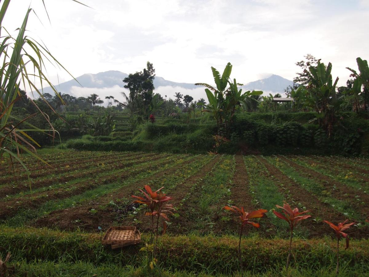Tetebatu Mountain View Homestay Luaran gambar