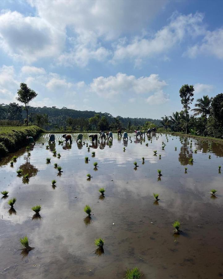 Tetebatu Mountain View Homestay Luaran gambar