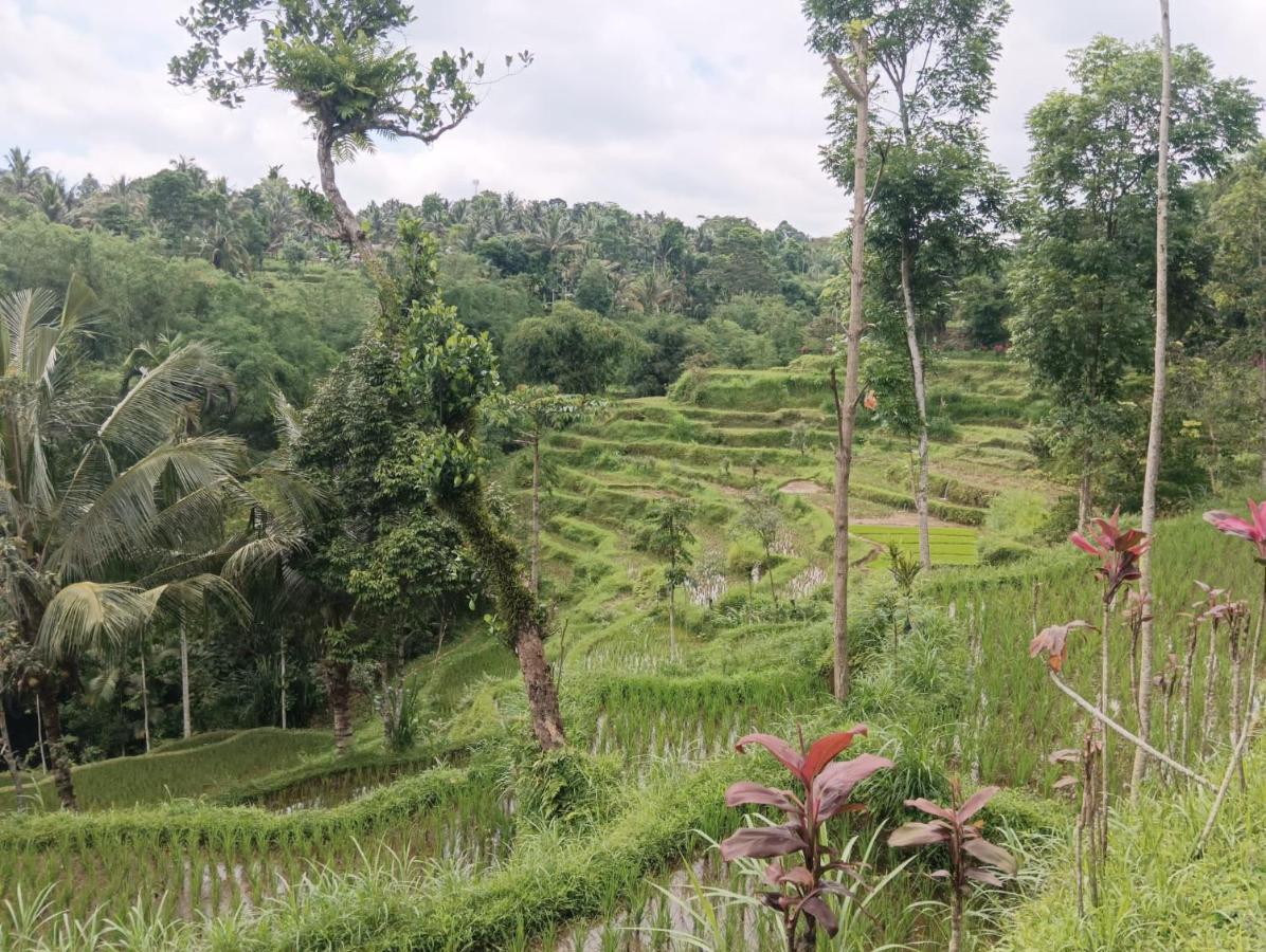 Tetebatu Mountain View Homestay Luaran gambar